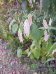 Chasmanthium latifolium