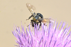 Melissodes desponsus