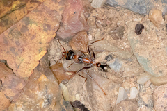 Myrmecia nigrocincta