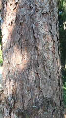 Pinus