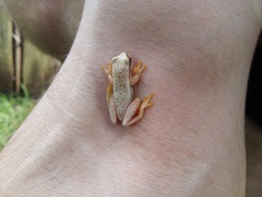 Dendropsophus sanborni