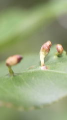 Eriophyes cerasicrumena