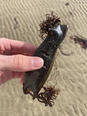 Scyliorhinus stellaris