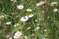 Erigeron coulteri