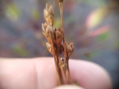 Xyris montana