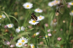 Chlosyne lacinia adjutrix