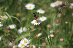 Chlosyne lacinia adjutrix