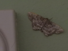 Hypagyrtis