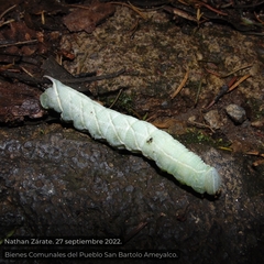 Smerinthinae