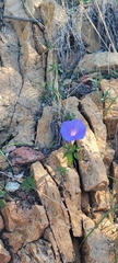 Ipomoea lindheimeri