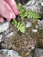 Cystopteris fragilis