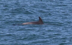 Tursiops