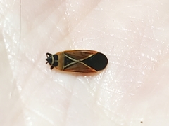 Neacoryphus bicrucis