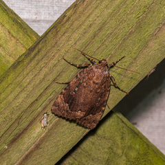 Amphipyra pyramidoides