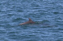Tursiops