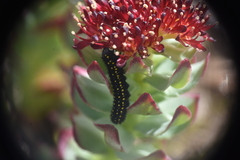 Parnassius smintheus