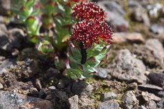 Parnassius smintheus