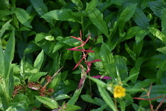 Ammannia coccinea