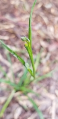 Arthropodium strictum