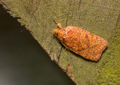 Agonopterix robiniella