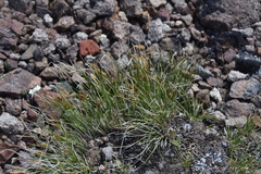 Carex nardina