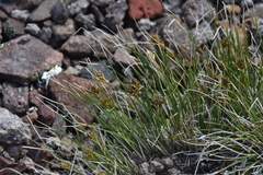 Carex nardina