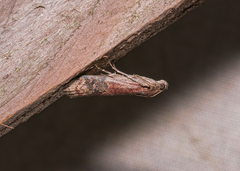 Eulogia ochrifrontella