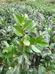 Camellia brevistyla