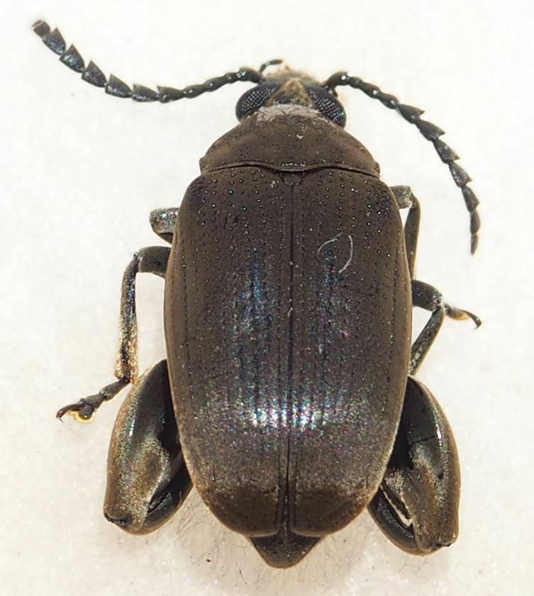 Pachymerus bactris
