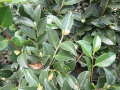Camellia brevistyla