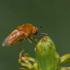 Sparnopolius confusus