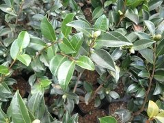 Camellia brevistyla