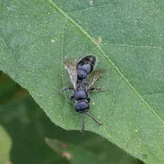 Tiphiinae