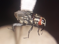 Zygopini