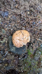 Basidiomycota