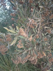 Tessaria integrifolia