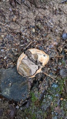 Basidiomycota