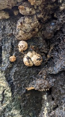 Basidiomycota
