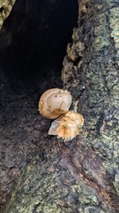 Basidiomycota