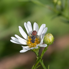 Holcopasites calliopsidis