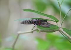 Melanis cephise