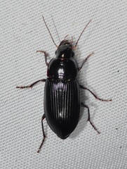 Selenophorus