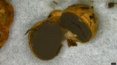 Basidiomycota