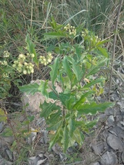 Solanum bonariense