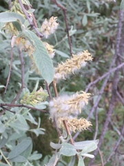 Salix salviifolia