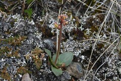 Micranthes occidentalis