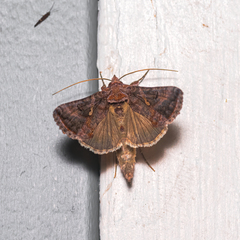 Autographa precationis