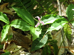 Trillium catesbaei