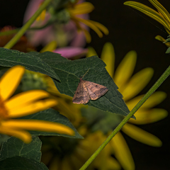 Tetanolita floridana