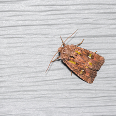 Lacinipolia renigera